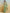Mitera Striped Zari Pure Cotton Chanderi Saree