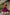 Teeya Creation Rani Color Heavy Crush Silk Wedding Wear Embroidery Work Long Gown