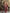 Preksha Creation Banarasi Soft Silk Women Red Saree - Distacart