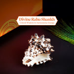 Thumbnail for Pujashree Rahu Shankh – Spiritual Conch for Rahu Dosha Relief & Puja - Dista