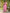 The52 Women's Gorgeous Cotton Blend Embroidery Straight Kurta with Pant And Dupatta Set