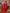 J4725RED (1)-2000x2667
