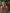 Preksha Creation Kalamkari Georgette Printed Women Red Gown - Distacart
