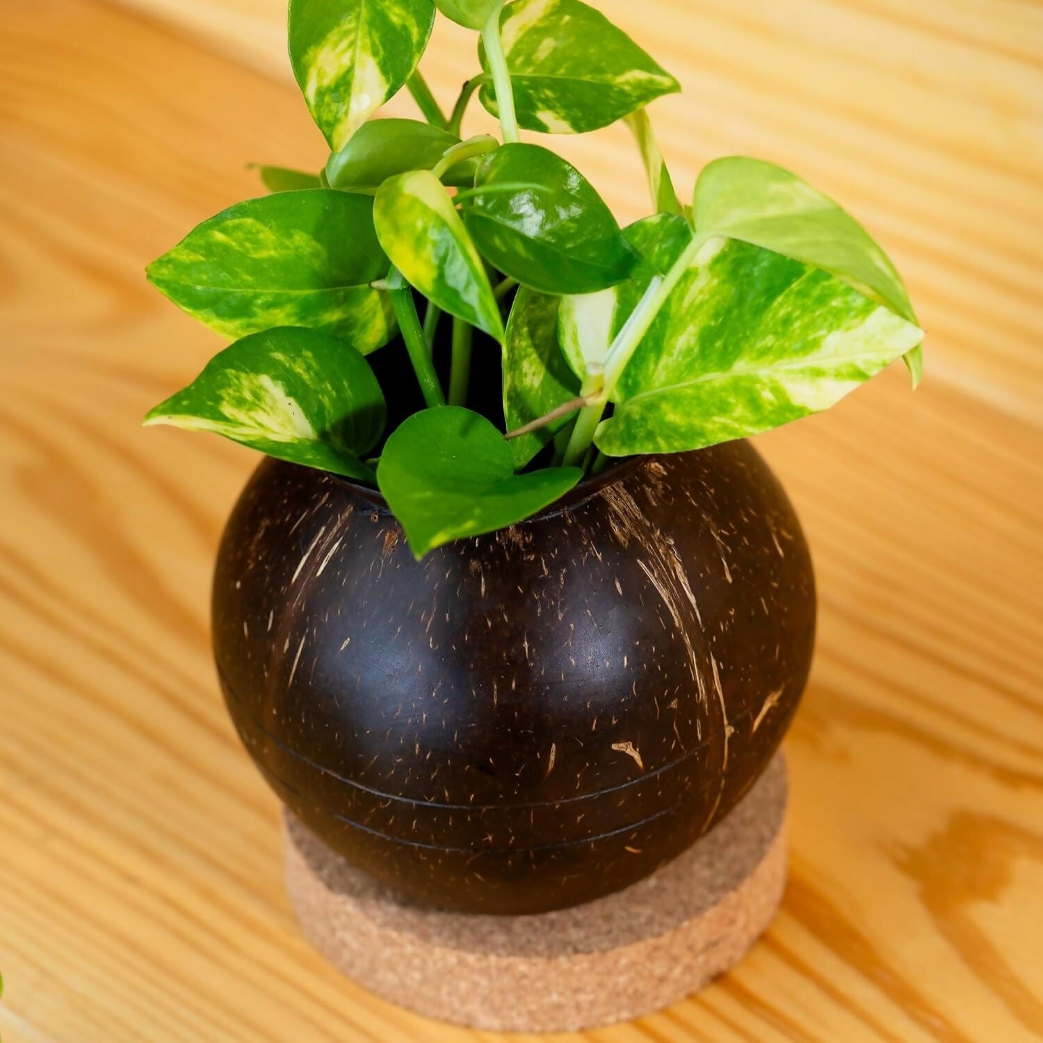 Thenga Handmade Coconut Shell Planter Pot with Cork Tray - Dista