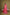 Vishnu Weaves Women's Pink Raw Silk Zari Woven Saree with Blouse - Distacart