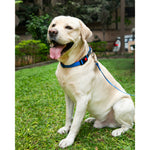 Thumbnail for Waggety Dog Leash - Durable Blue Polyester, Length - 5Ft, Comfortable Grip, Stylish Pet Leash for Dogs