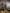 Joban Fashion Banarasi Rani Pink Woven Butti Soft Silk Saree