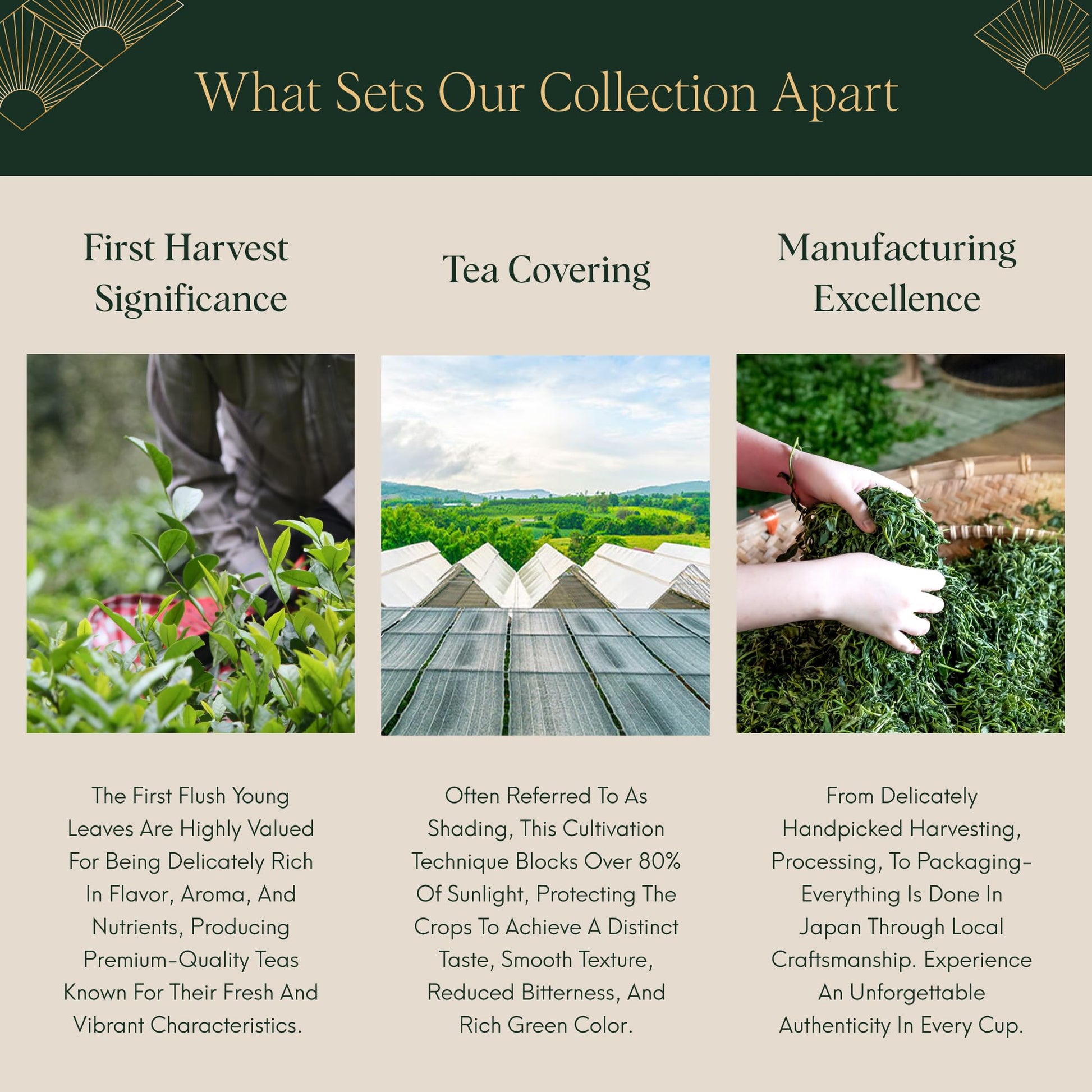 ILEM JAPAN Genmaicha Japanese Brown Rice Roasted Green Tea | Sourced From South Japan | Green Tea Leaves | 15 Tea Bags