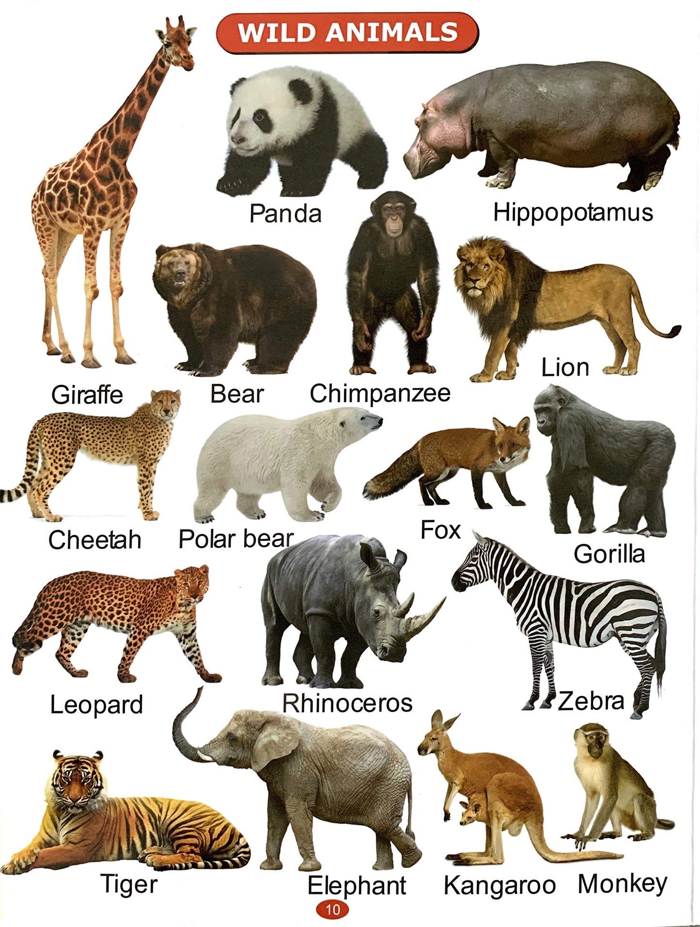 All In One Picture Book (For Ages 1-4) - Dista