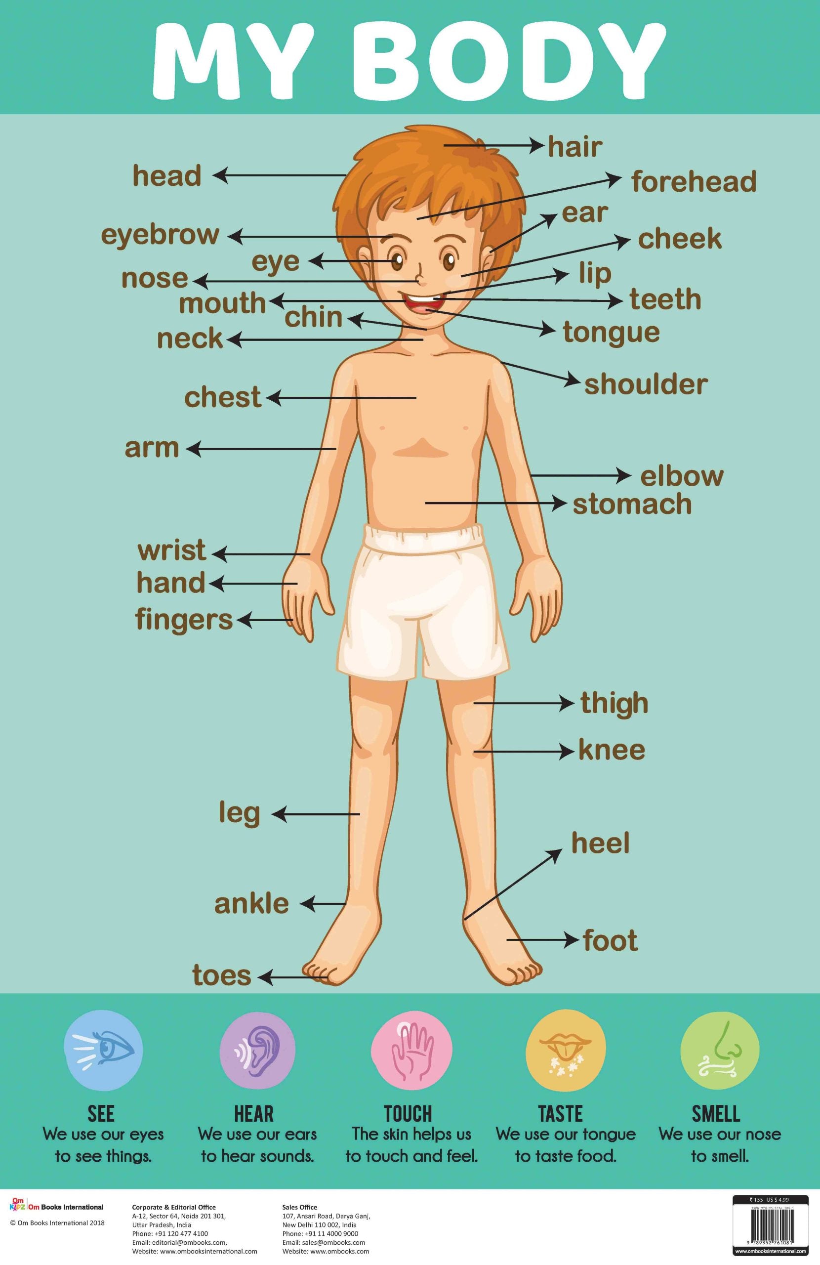 My Body : Charts - Om Books - Distacart
