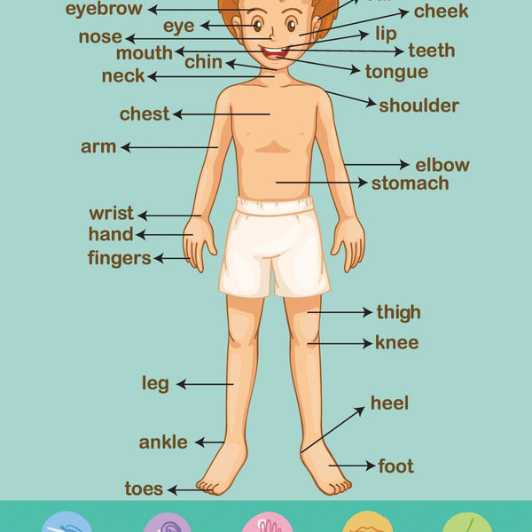 My Body : Charts - Om Books - Distacart