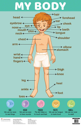 My Body : Charts - Om Books - Distacart