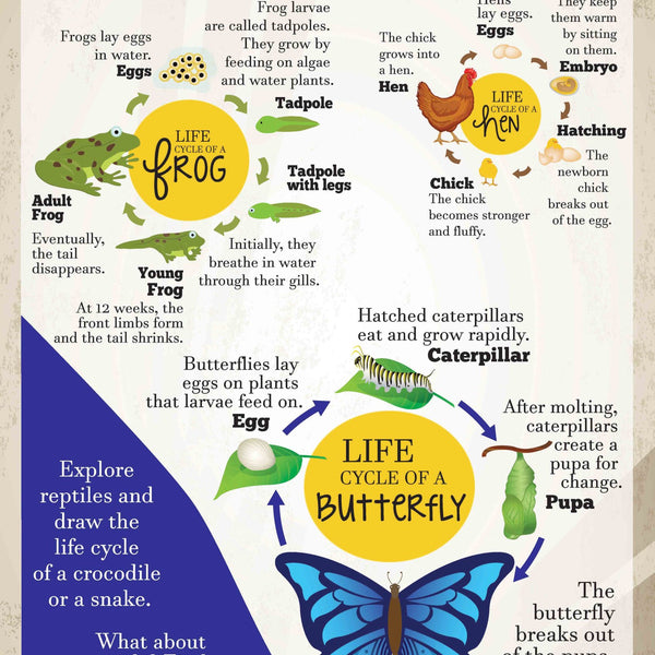 What is Life Cycle : Charts - Om Books - Distacart