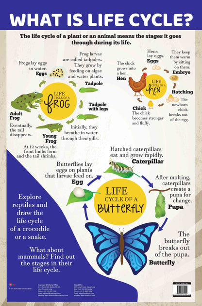 What is Life Cycle : Charts - Om Books - Distacart
