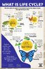 What is Life Cycle : Charts - Om Books - Distacart