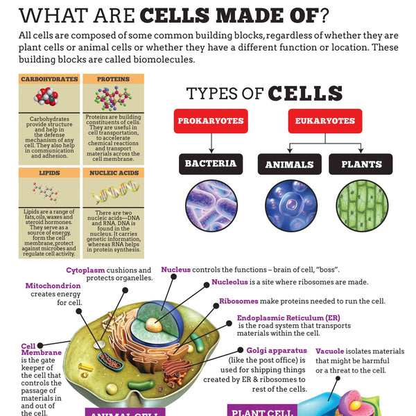 What are Cells : Charts - Om Books - Distacart