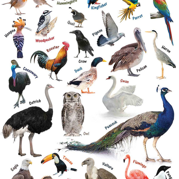 Birds : Charts - Om Books - Distacart