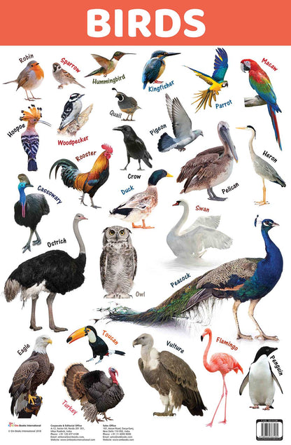 Birds : Charts - Om Books - Distacart