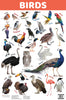 Birds : Charts - Om Books - Distacart