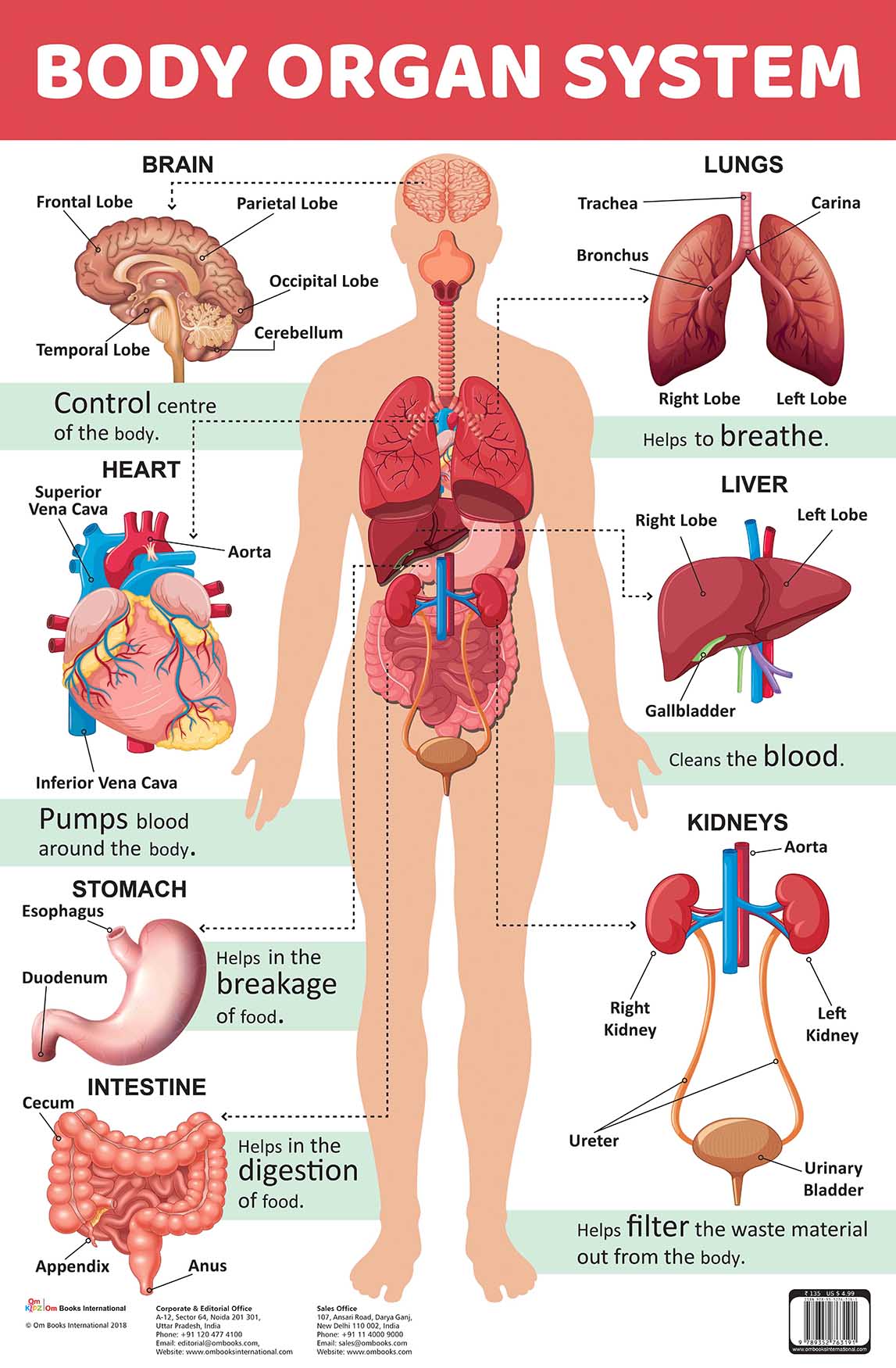 Body Organ System : Charts - Om Books - Distacart
