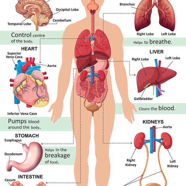 Body Organ System : Charts - Om Books - Distacart