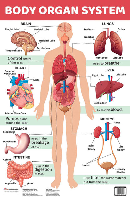 Body Organ System : Charts - Om Books - Distacart