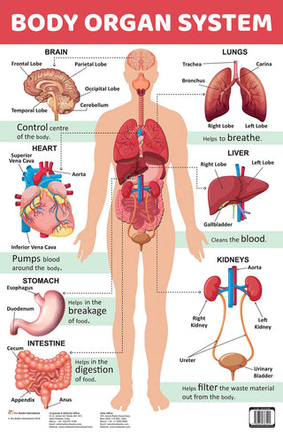 Body Organ System : Charts - Om Books