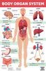 Body Organ System : Charts - Om Books - Distacart