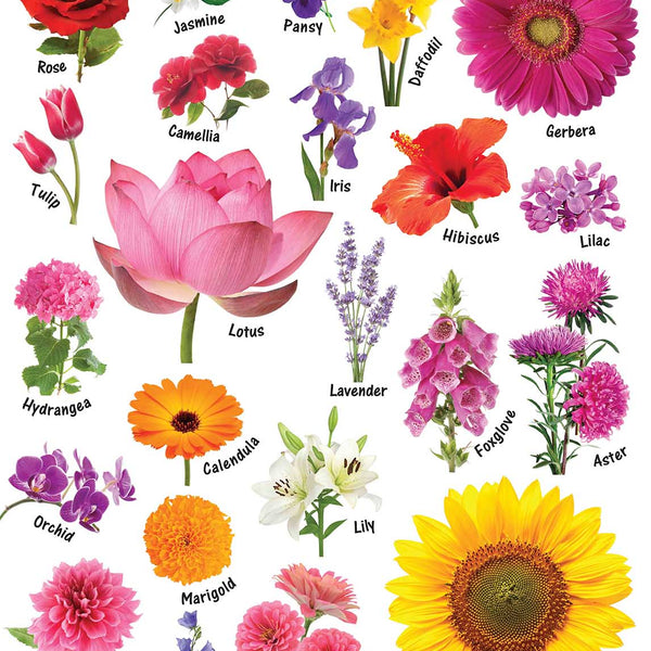 Flowers : Charts - Om Books - Distacart