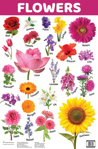 Flowers : Charts - Om Books