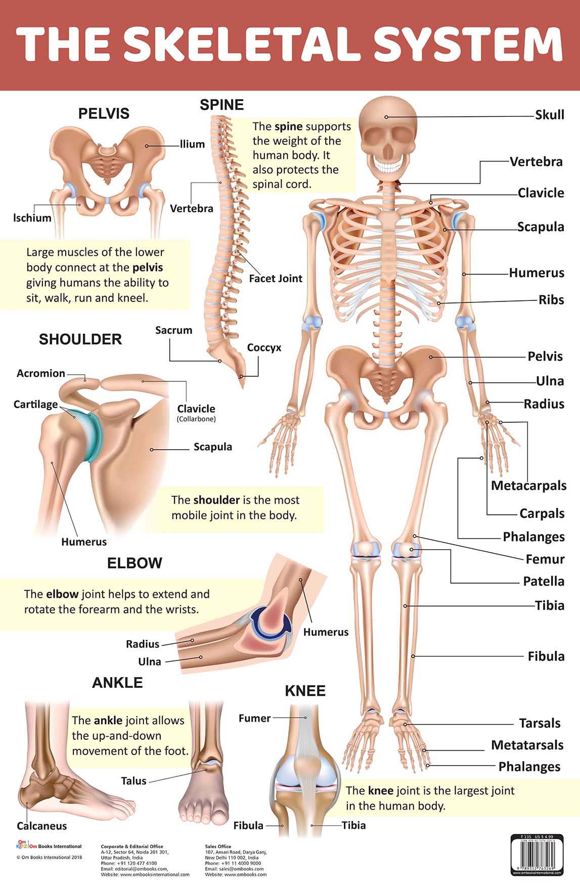 The Skeletal System : Charts - Om Books - Distacart