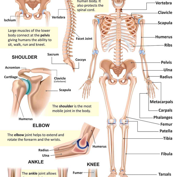 The Skeletal System : Charts - Om Books - Distacart