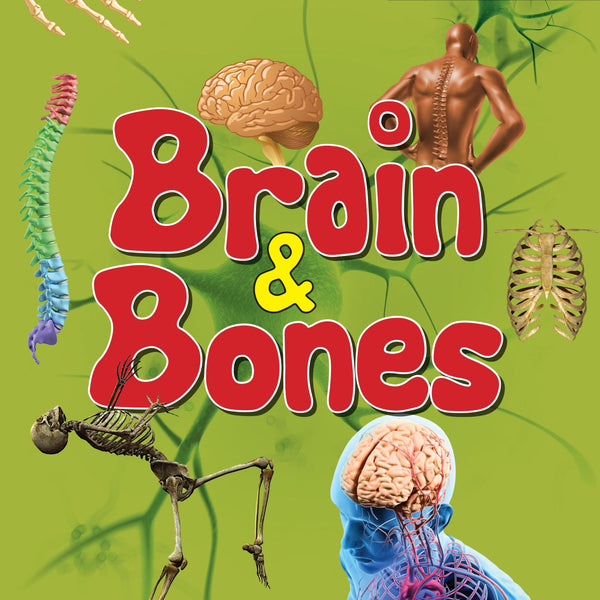 Brain & Bones : Human Body Facts - Om Books - Distacart