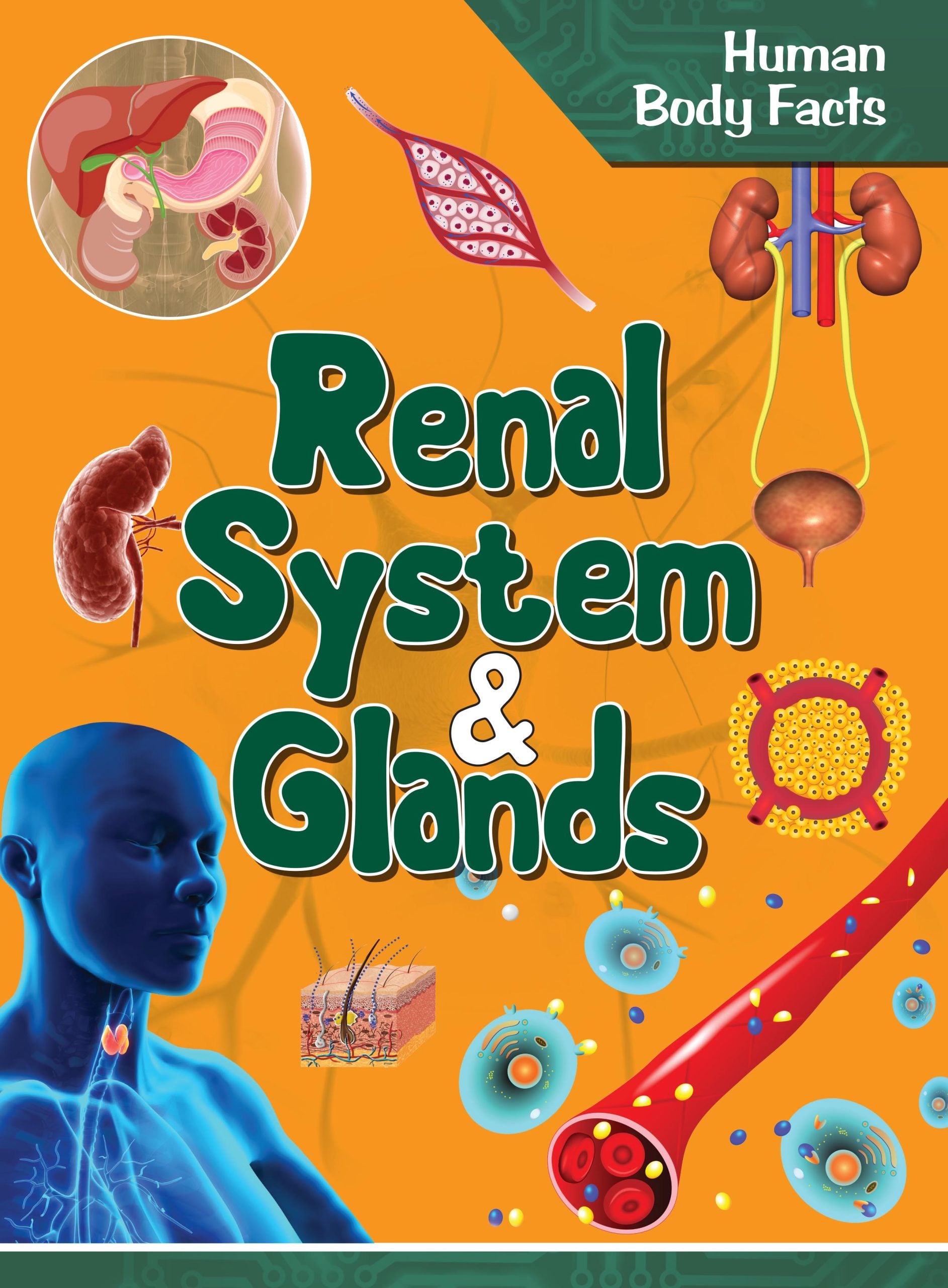 Renal System & Glands : Human Body Facts - Om Books - Distacart
