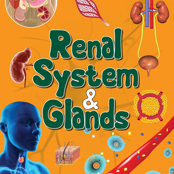 Renal System & Glands : Human Body Facts - Om Books - Distacart