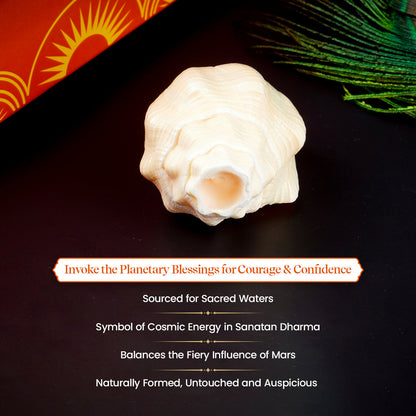 Pujashree Mangal Shankh – Navagraha Conch For Strength, Courage & Protection - Dista