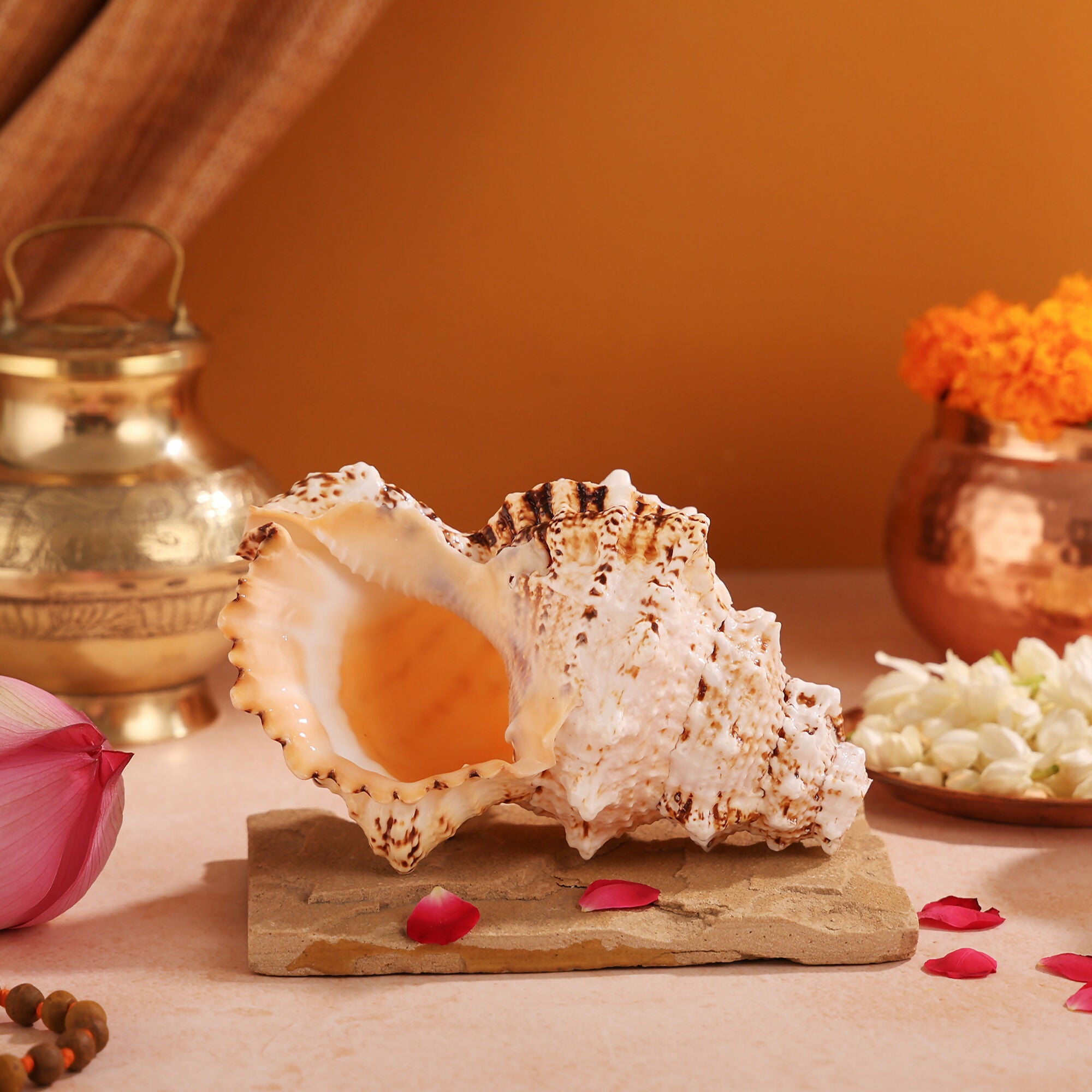 Pujashree Laxmi Shankh – Divine Conch - Dista