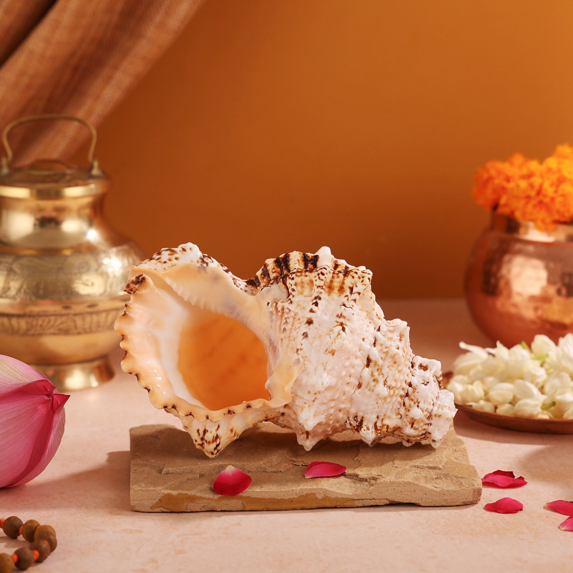 Pujashree Laxmi Shankh – Divine Conch - Dista