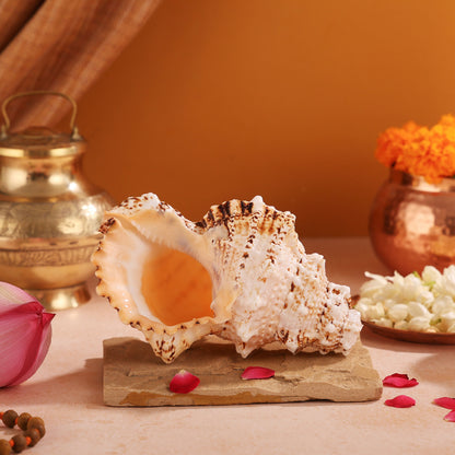 Pujashree Laxmi Shankh – Divine Conch - Dista
