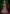 Aastha Fashion Wine Velvet Embroidery With Heavy Tussle With Heavy can can attached Semi Stitched Lehenga Choli