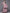 Ahalyaa Women Pink Ethnic Motifs Gotta Patti Velvet Kurta with Palazzos - Distacart