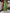 Souchii Green Printed Midi Dress – Flowy Fit & Flare