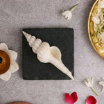 Thumbnail for Pujashree Shukra Shankh – Venus Graha Conch For Prosperity & Harmony - Dista