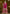 Vegaa Fashion Rani Pink Chinon Silk Embroidered Palazzo Suit