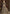 Vegaa Fashion Dark Brown Net Embroidered Anarkali Suit