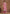Vegaa Fashion Pink Dola Silk Jacquard Designer Salwar Suit