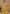 Vegaa Fashion Designer Yellow Faux Georgette Embroidery Sharara Suit