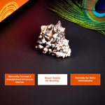 Thumbnail for Pujashree Rahu Shankh – Spiritual Conch for Rahu Dosha Relief & Puja - Dista
