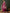 Sangria Embroidered Kurta & Trouser With Dupatta