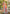 Sangam Prints Multi Color Kanjivaram Silk Woven Work Traditional Saree